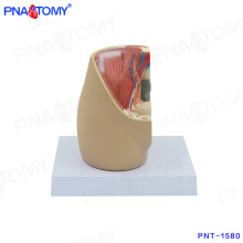 PNT-1580 mini female pelvis model on desk model